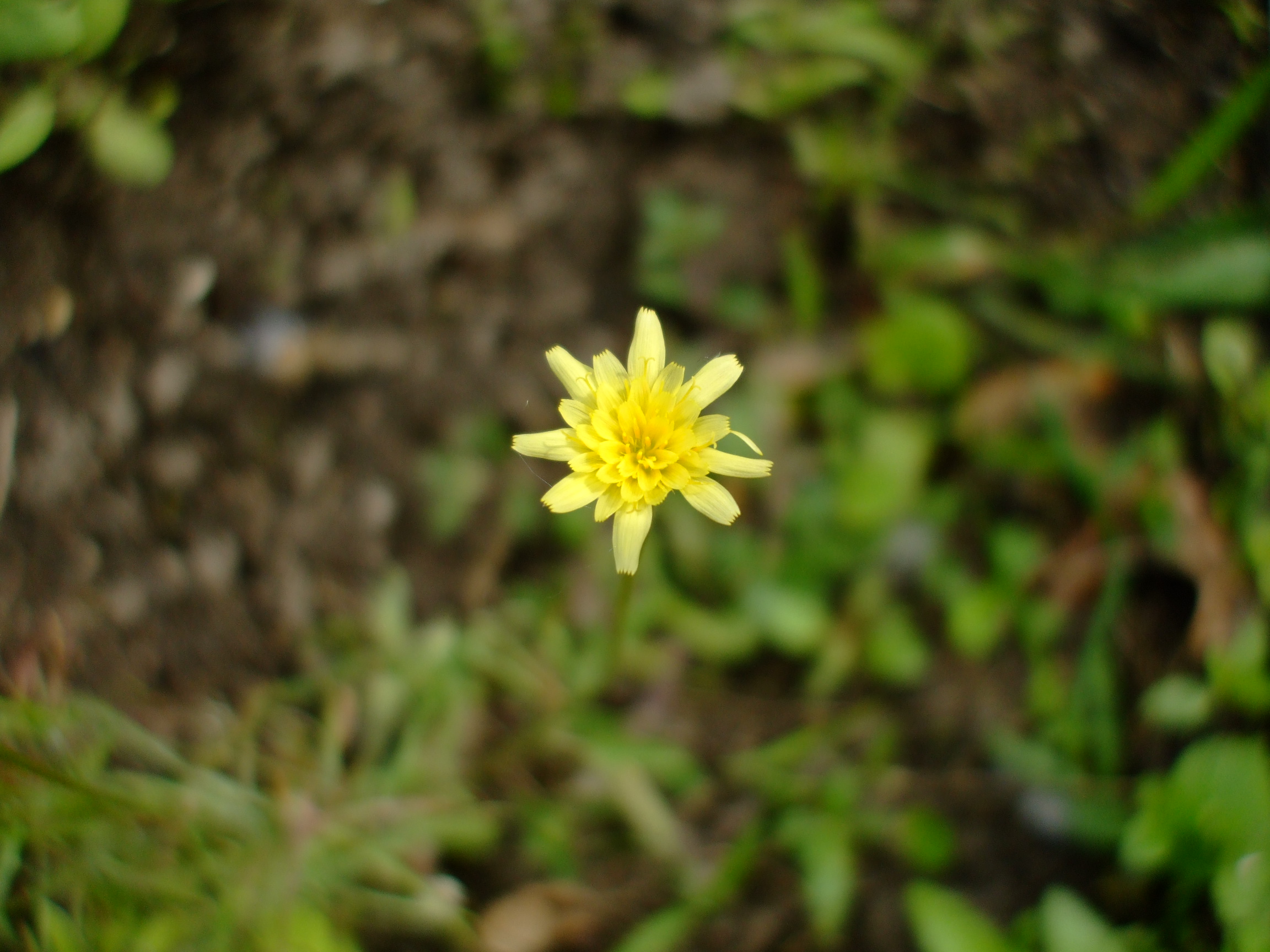 Uropappus lindleyi